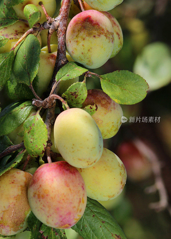 成熟的梅花、树枝(Prunus domestica 'Victoria')的图像